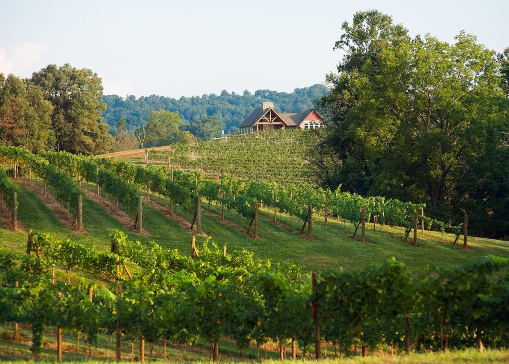 A vineyard in Leicester, North Carolina
