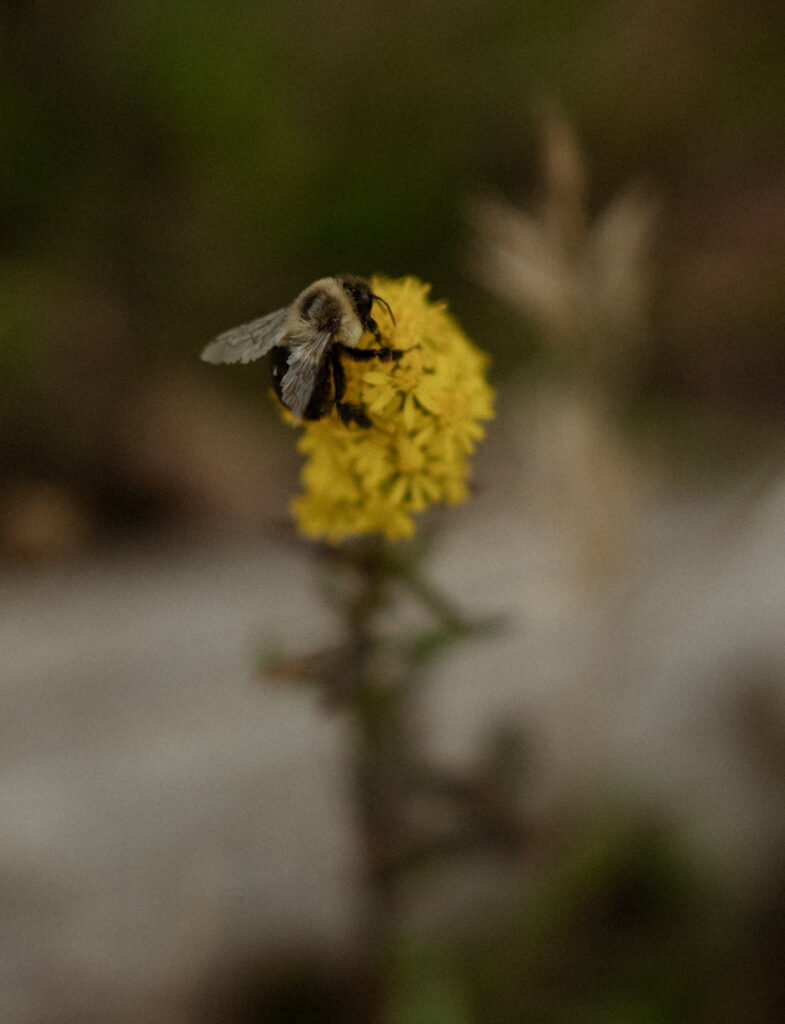 A bee on a wildflower in the Blue Ridge Mountains