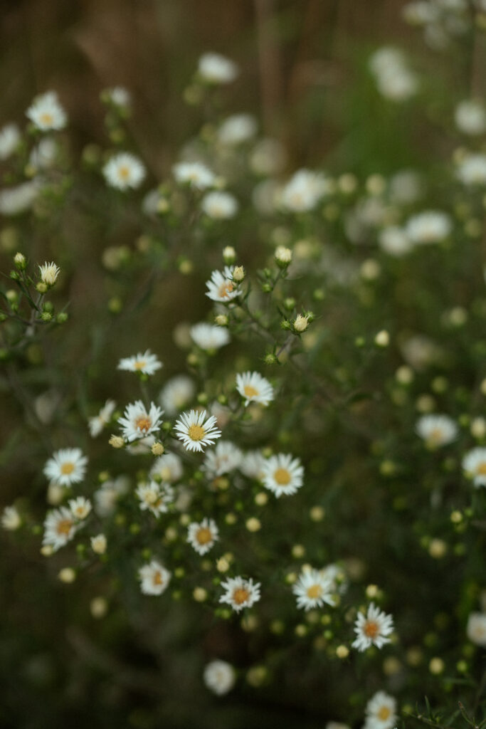 Wildflowers blooming on Roan Mountain in September